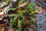 Fern Families of Massachusetts