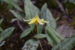 Lilioid Families of Massachusetts